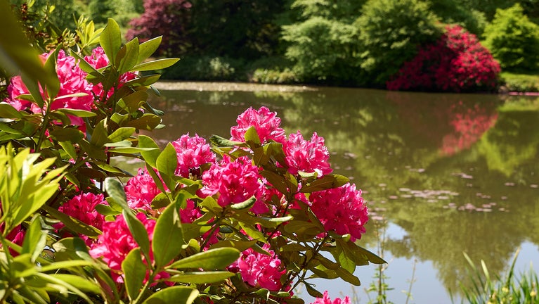 View of rhododendrons in bloom by a lake